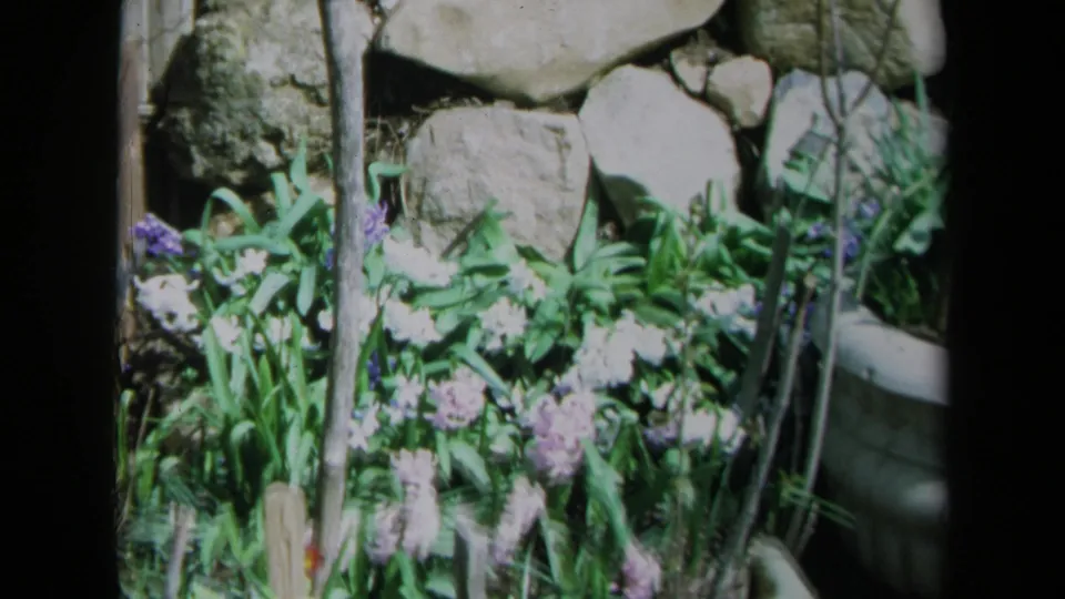 1969 California 8mm frame showing a stone-edged garden bed with pale spring flowers, green foliage, stakes and a nearby container.