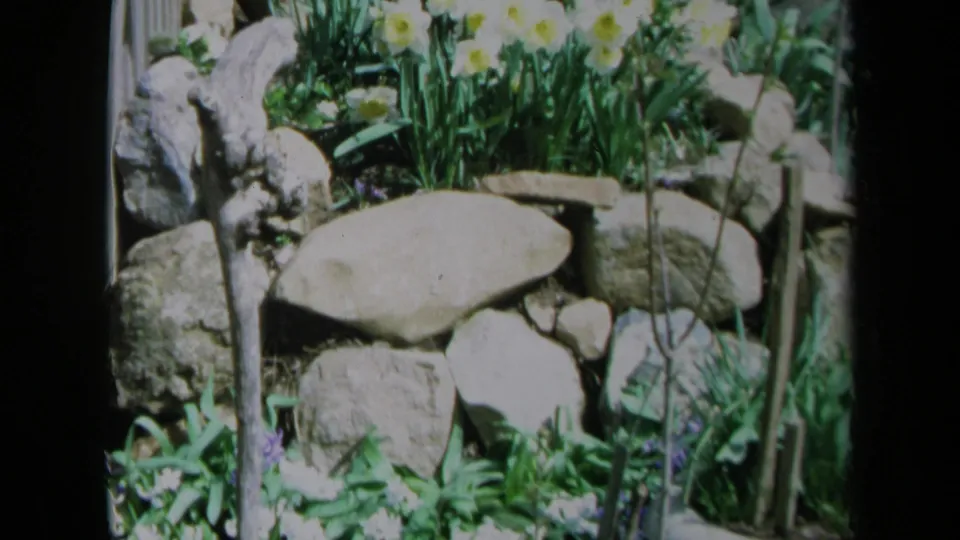 1969 California home-movie frame of a rock-bordered garden bed with yellow daffodils, foliage, stakes and a shallow stone-like dish.