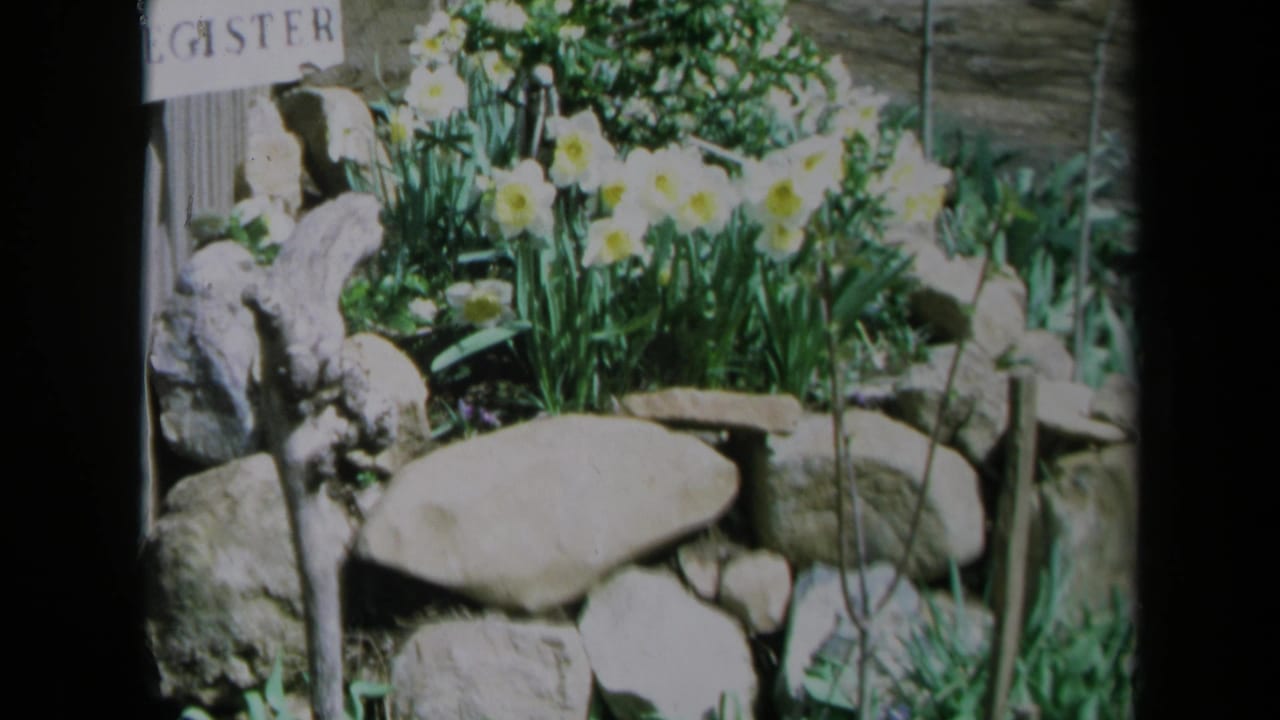 1969 California 8mm frame showing daffodils, greenery, stones, and a partial REGISTER sign in a garden setting.
