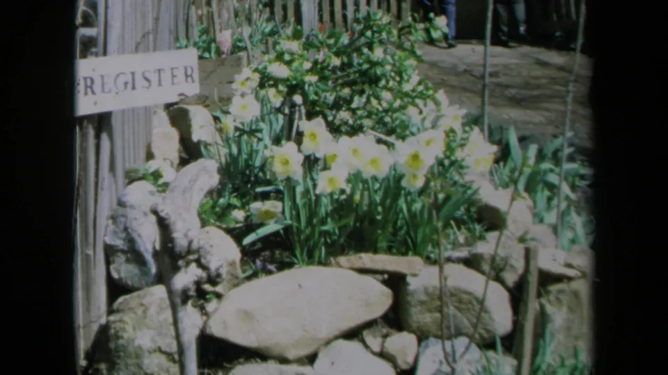 1969 California garden view with daffodils, stones, foliage, and a partial REGISTER sign beside fencing.