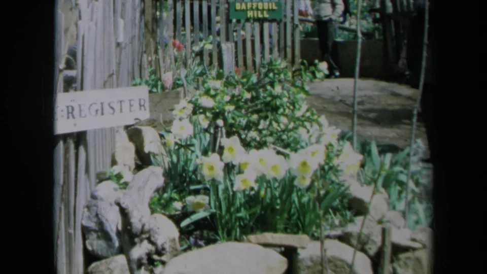 1969 California garden frame showing daffodils, rustic stones, a REGISTER sign, and a DAFFODIL HILL sign.