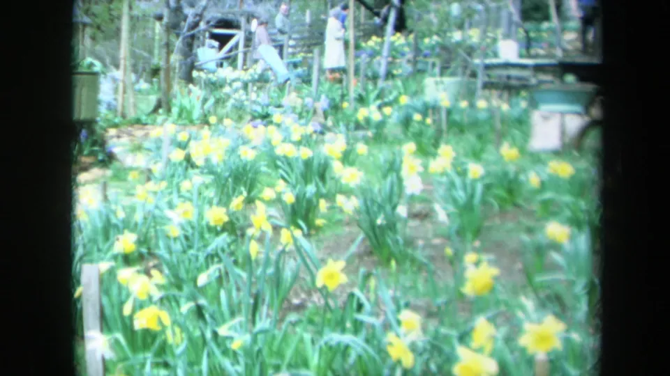 Closeer 8mm view of yellow daffodils in a California garden, with partial figures, railings, and foliage in the background.