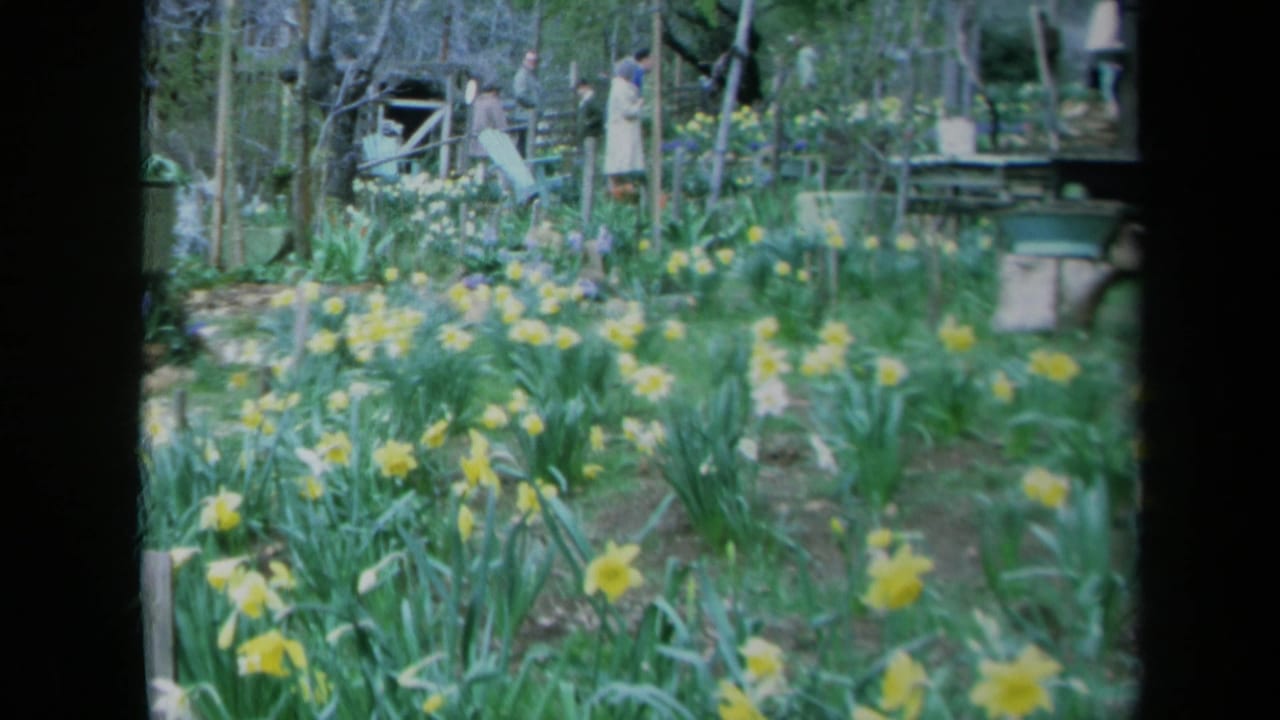 1969 California 8mm frame showing yellow daffodils and green foliage with distant visitors near rustic garden fencing.