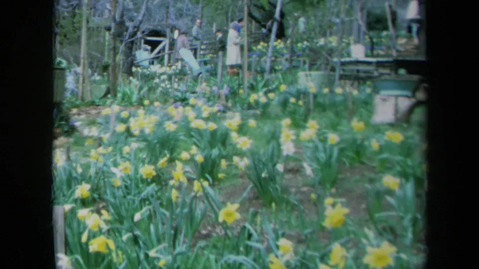 1969 California 8mm frame showing yellow daffodils and green foliage with distant visitors near rustic garden fencing.