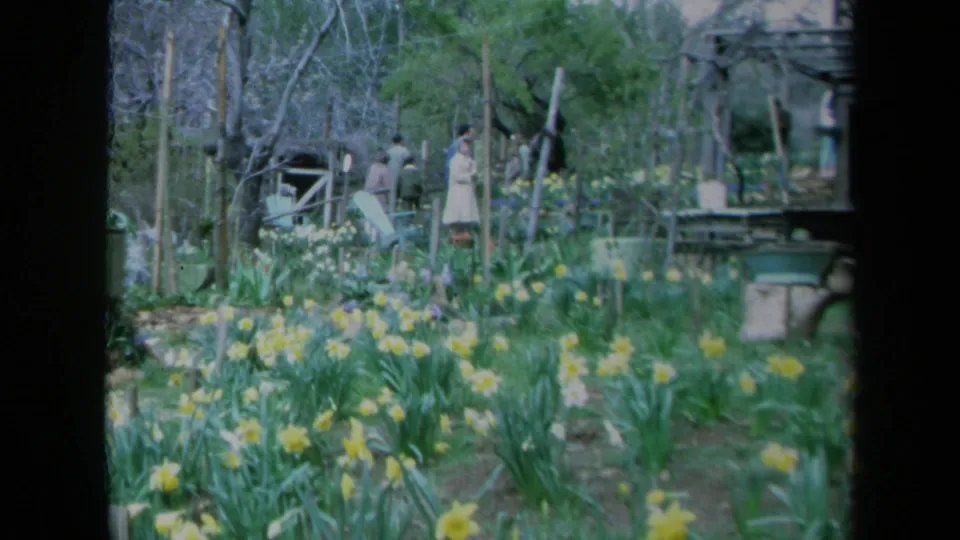 1969 California garden scene with daffodils, bare branches, rustic fencing, and adults walking in the background.