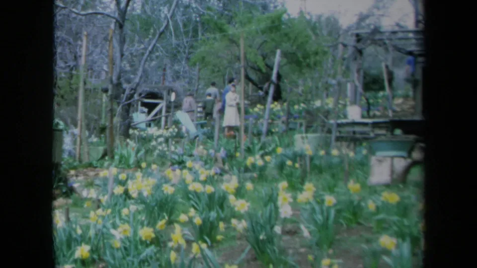 Soft-focus 1969 California 8mm frame of a flower garden with daffodils and distant adult visitors among trees and fencing.