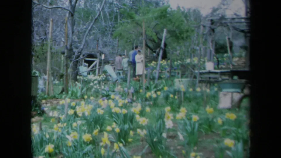 1969 California 8mm frame showing adults near the back of a garden, with yellow daffodils and foliage in the foreground.