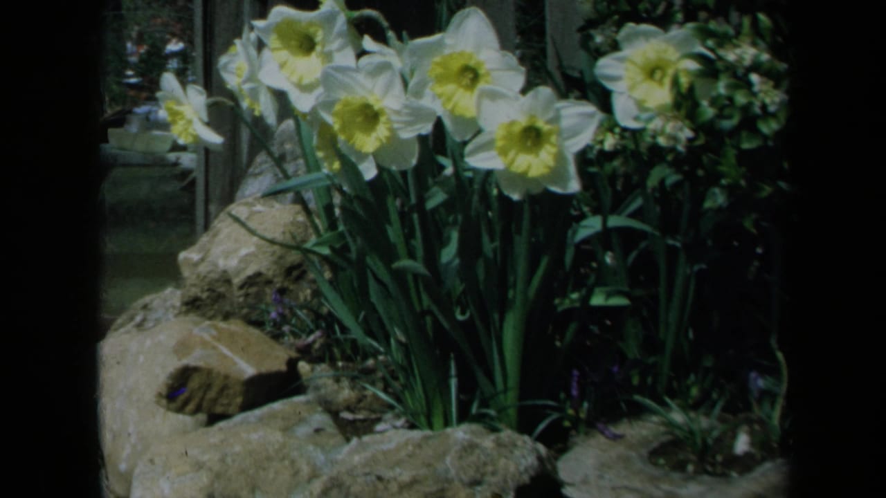 1969 California 8mm frame showing white and yellow daffodils beside garden rocks and dense green foliage.