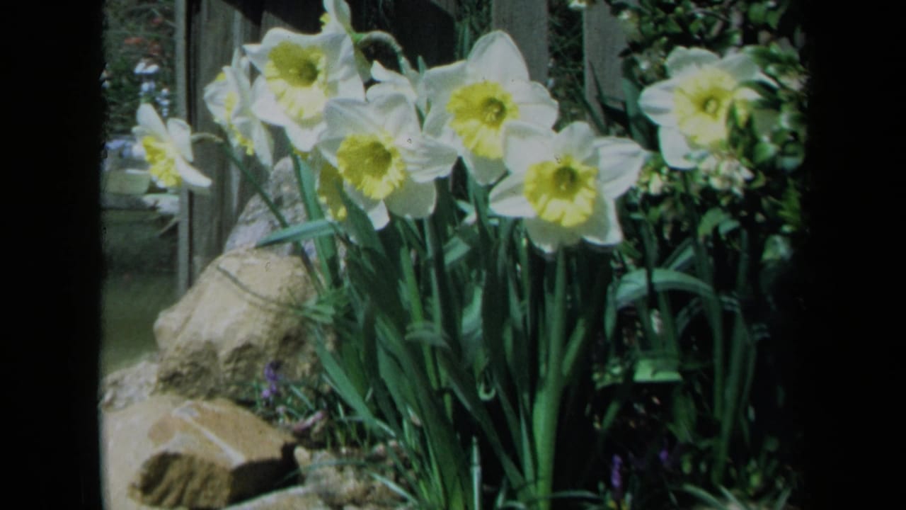 Cluster of daffodils beside stones and garden greenery.
