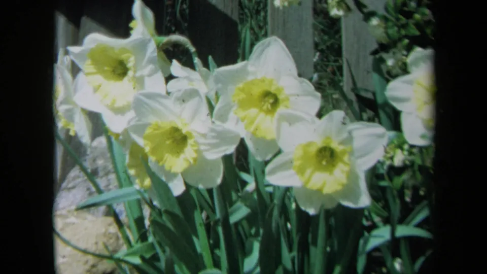 Close 1969 California 8mm view of white daffodils with yellow centers against green leaves and garden rocks.