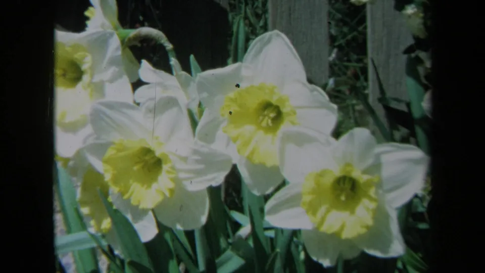 Soft 8mm close-up of daffodils in a California garden, with bright blooms against darker foliage.