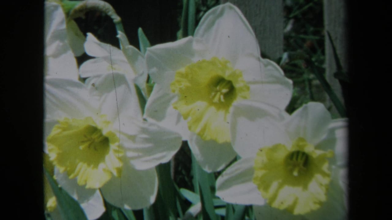 1969 California 8mm frame showing white daffodils with yellow centers, green leaves, and dark gate edges.