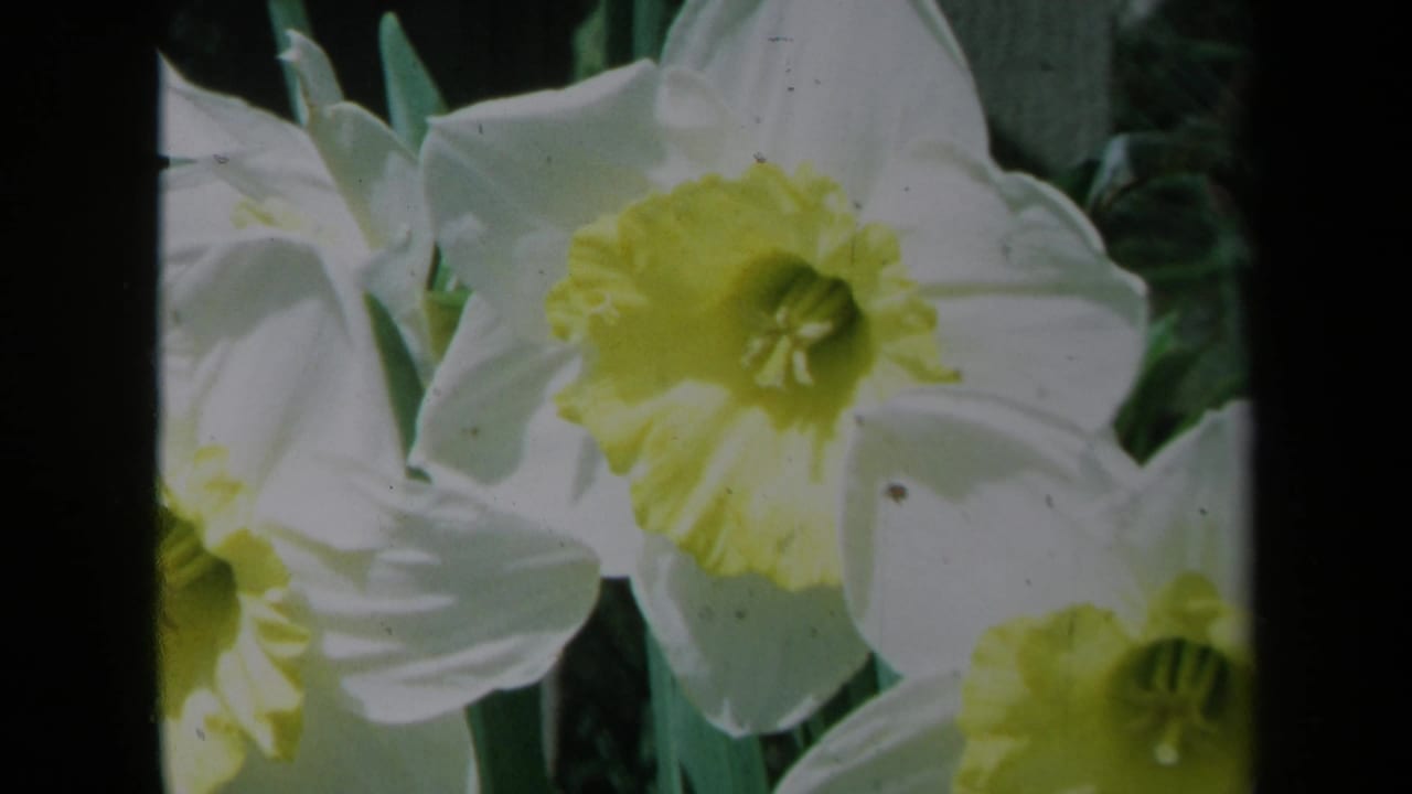 Closer view of daffodils with a large white bloom and yellow center.