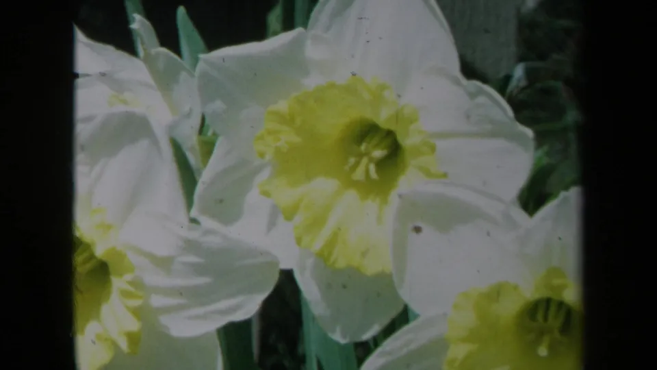 1969 California 8mm still with a closer daffodil bloom, pale petals, yellow trumpet, and surrounding green foliage.