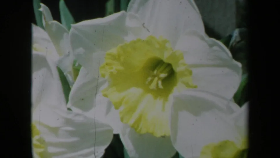 1969 California 8mm frame showing a tight home-movie close-up of a daffodil, with film grain and light scratches visible.