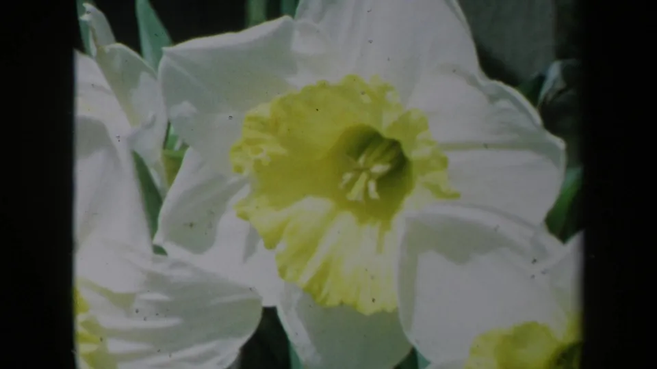 1969 California 8mm still of a white and yellow daffodil close-up, bordered by dark film-frame edges and muted garden tones.