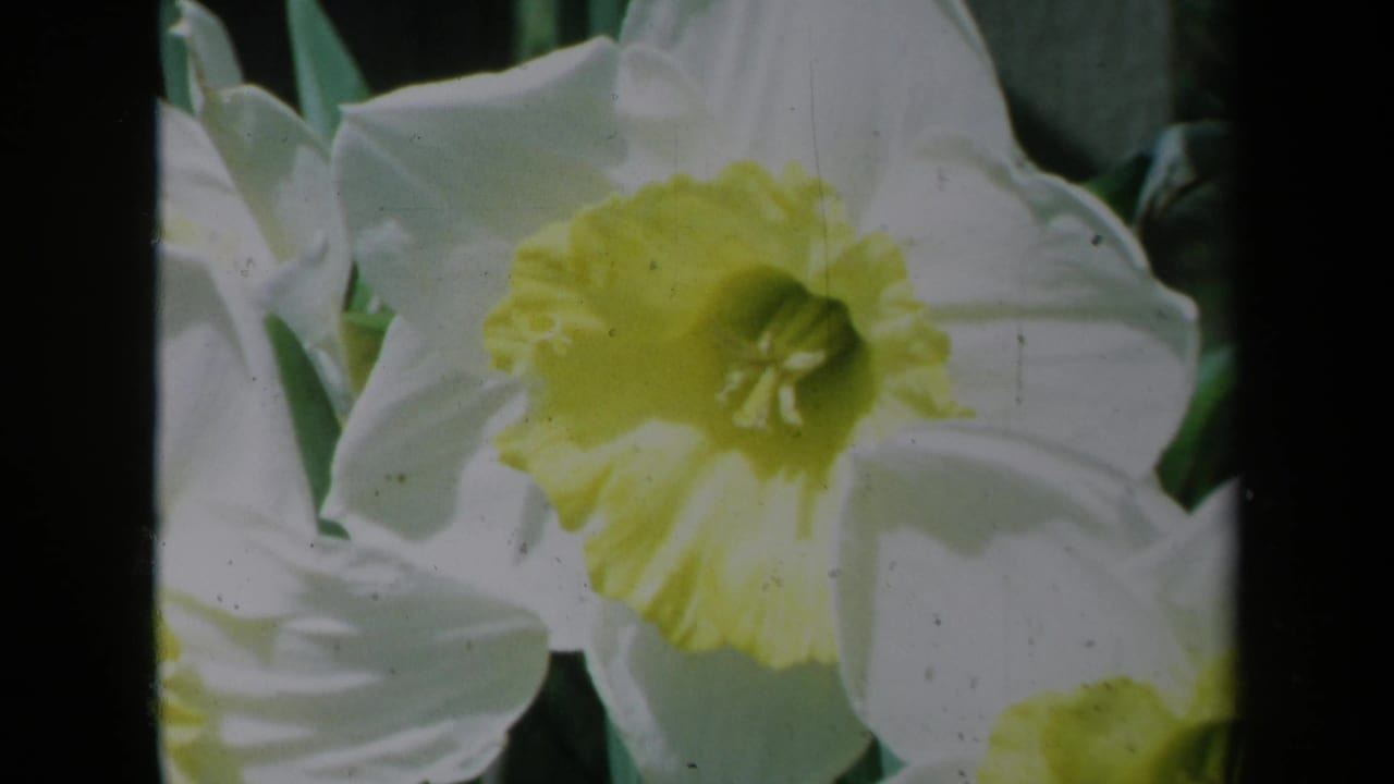 Close 1969 California 8mm view of a white daffodil with a yellow center, surrounded by soft green foliage.