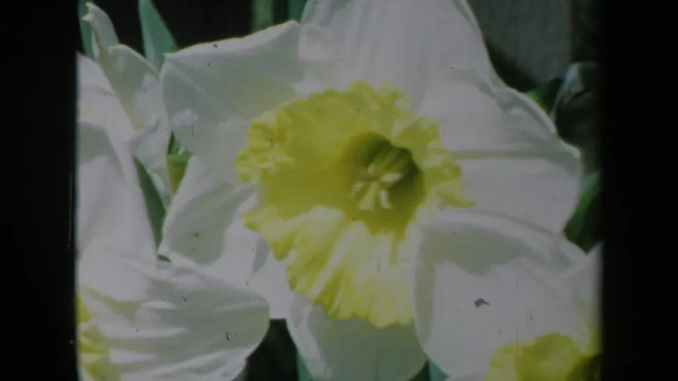 Close archival view of a white daffodil with a yellow trumpet center in a leafy garden setting, supported by the 1969 California clip metadata.