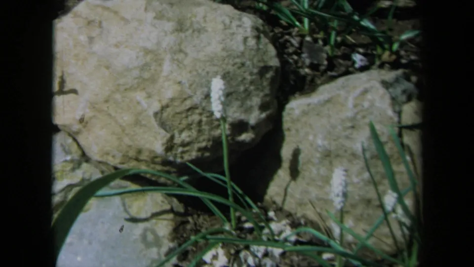 1969 California 8mm garden detail showing small white flower spikes beside rocks, grass blades, and patches of soil.