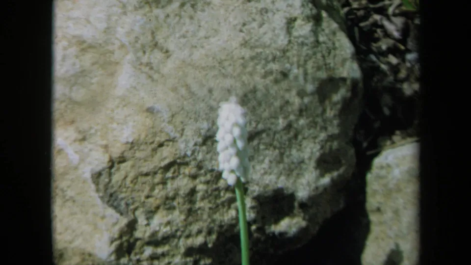 Close home-movie frame of a small white flower spike set against rough garden rocks, with soft focus and vintage 8mm color.