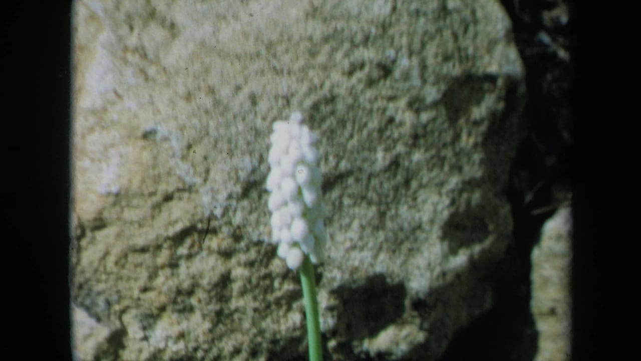 White clustered flower on a green stem in front of a rough rock surface.
