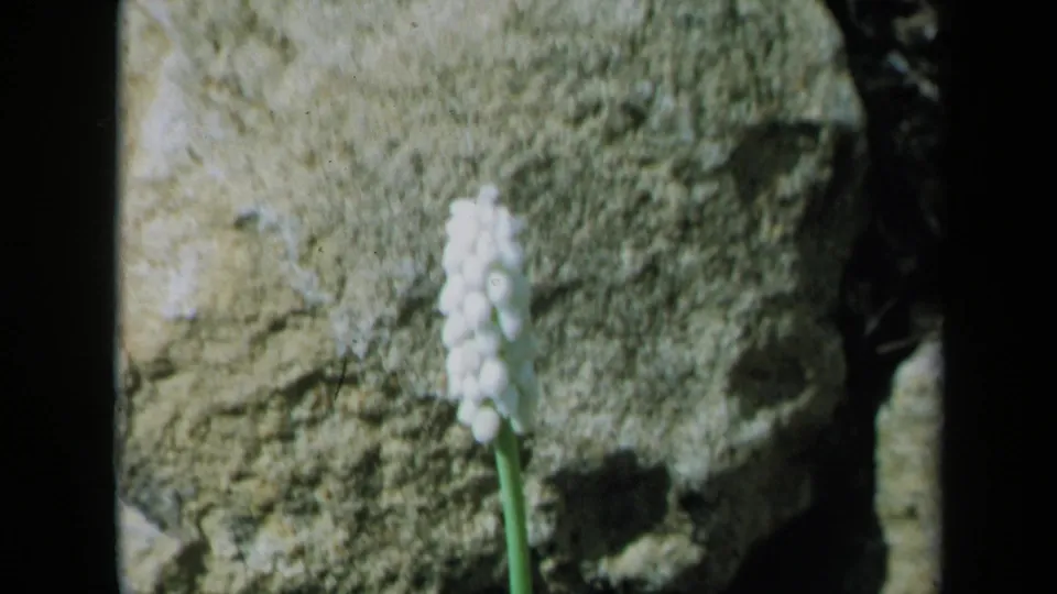 1969 California 8mm frame showing a small white flower with a green stem set against a textured rock face.