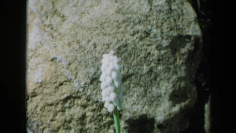 Close 1969 California home-movie view of a white flower rising in front of a textured rock surface.
