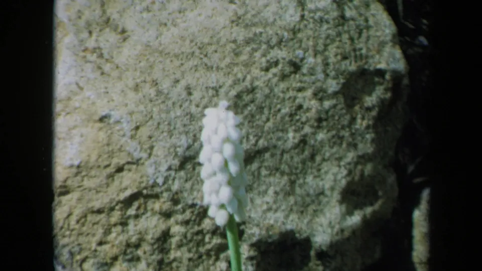 Soft 8mm frame from 1969 California showing a white flower partially blurred before rugged stone.