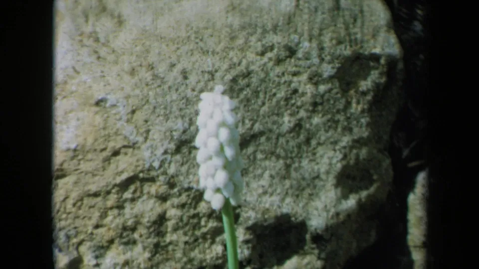 Final 1969 California frame showing the white flower beside the rock face, with grain and dark film borders visible.
