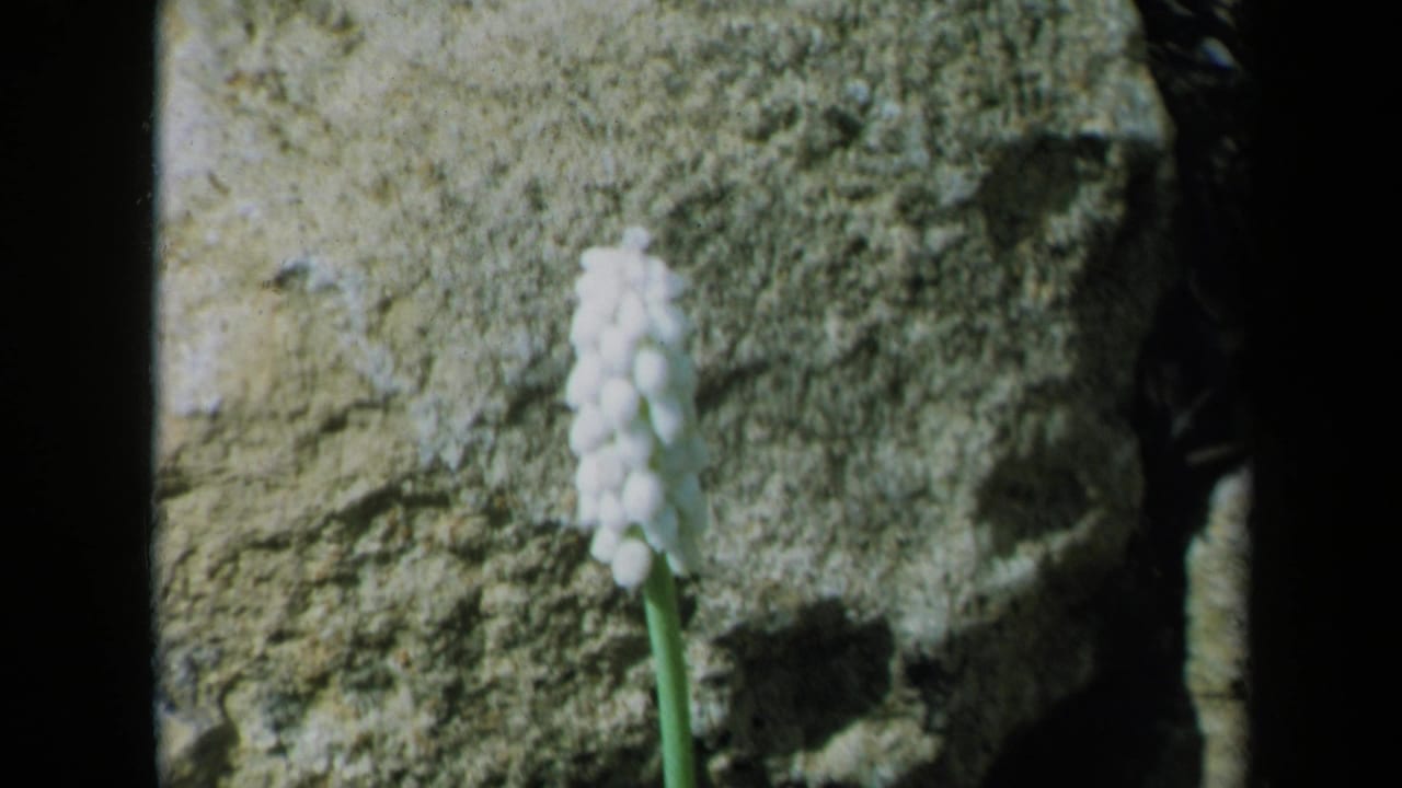 1969 California 8mm home-movie frame showing white muscari blooming near a weathered stone wall.