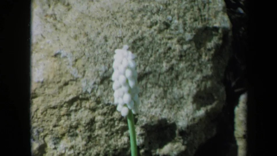 1969 California 8mm home-movie frame showing white muscari blooming near a weathered stone wall.