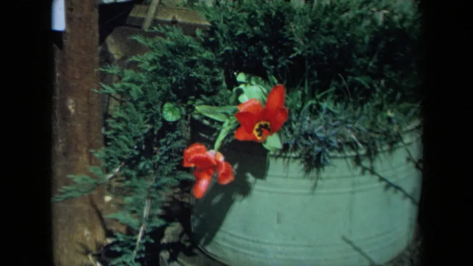 1969 California garden frame with red tulips in a green metal pot amid dense greenery.