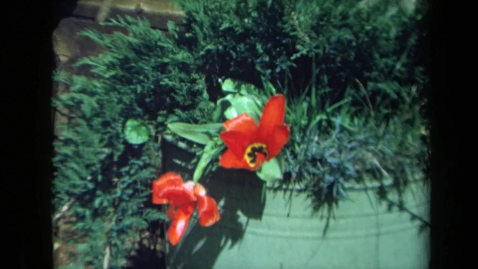 1969 California 8mm frame showing red tulips, broad leaves, and a green pot in bright garden light.