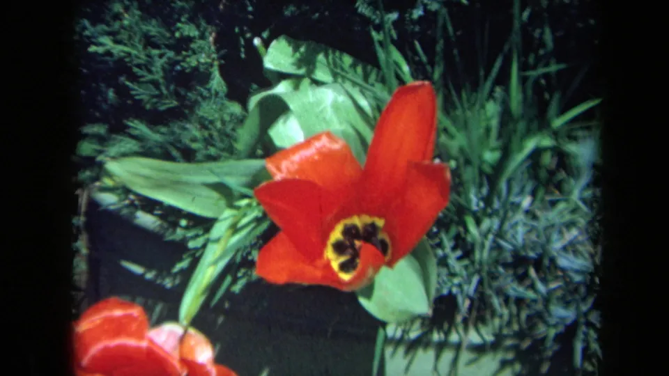 Close 1969 California garden frame of a red tulip with a yellow-dark center and nearby red flower.