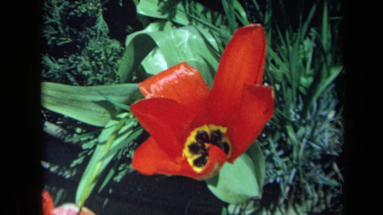Close-up of a red tulip with a yellow and dark center in a sunlit California garden, from 1969 8mm home-movie footage.