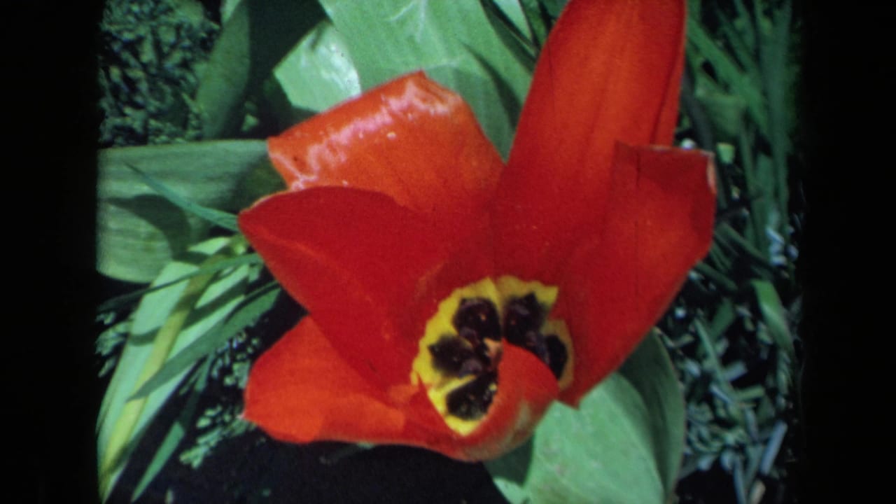 Red tulip close-up framed by green leaves and dark garden background.
