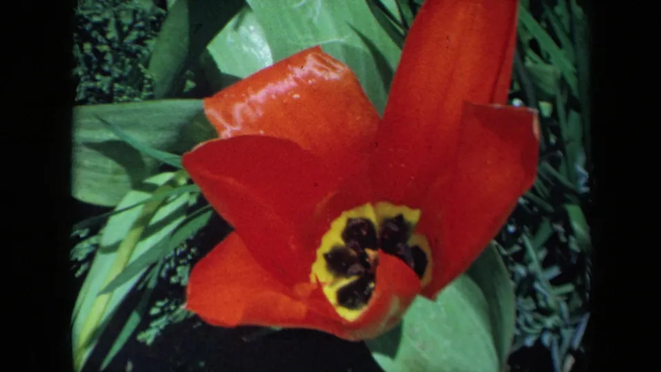 Tight 8mm frame of a red tulip and its yellow-dark center, with green garden leaves partly visible around the bloom.