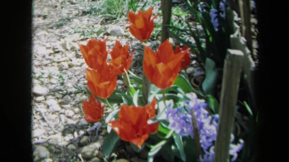 Wider view of red tulips and purple hyacinths growing beside a gravel path in the 1969 California home-garden footage.