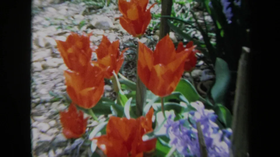 1969 California 8mm frame with orange tulips becoming more prominent as the camera moves toward the flowers.