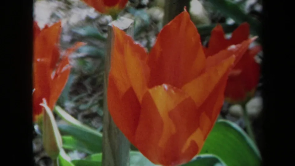 1969 California 8mm close-up of one orange tulip filling much of the frame, with foliage and garden detail behind it.