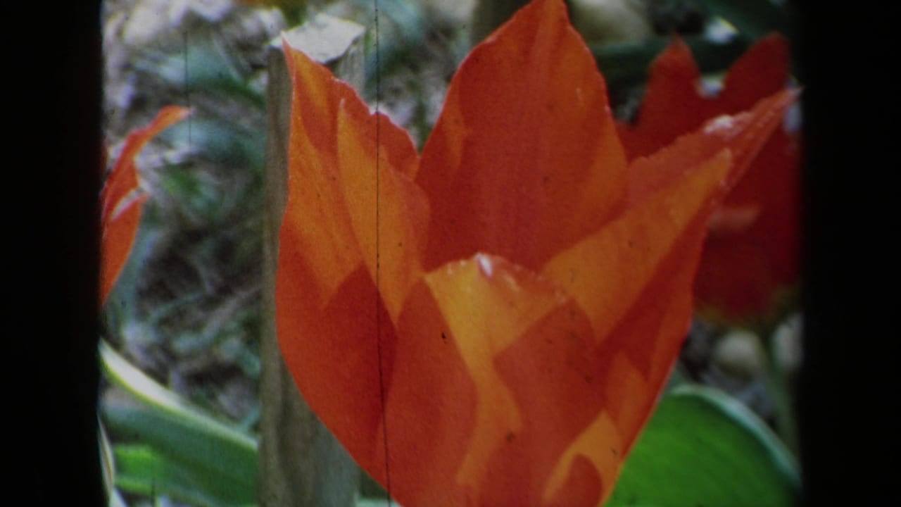 1969 California 8mm frame showing a close orange tulip in a garden, with soft focus, grain, and dark film-edge bars.