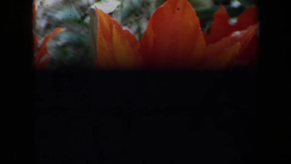 A dark transitional 8mm frame with the top of an orange tulip still visible and heavy shadow across most of the view.