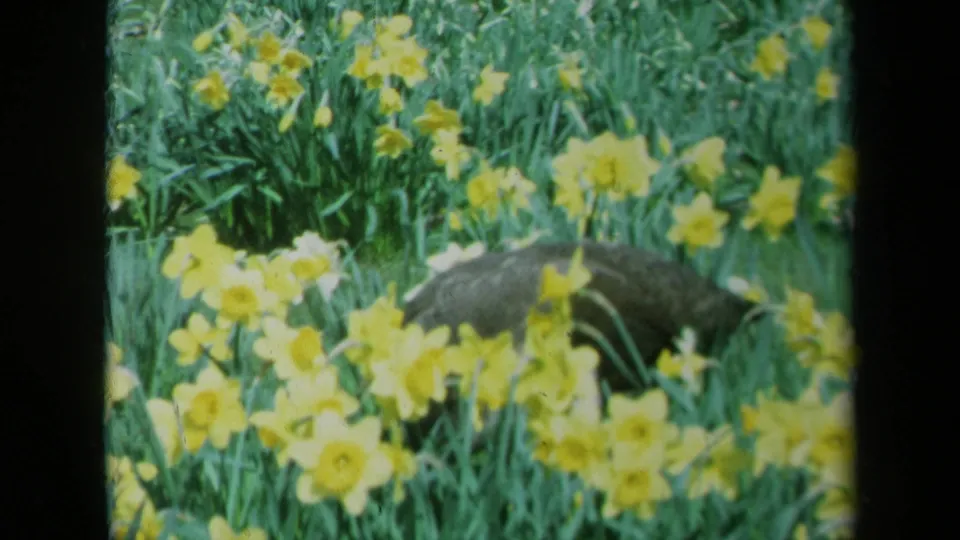 1969 California garden frame with yellow daffodils and a dark, indistinct cat moving low through the grass.