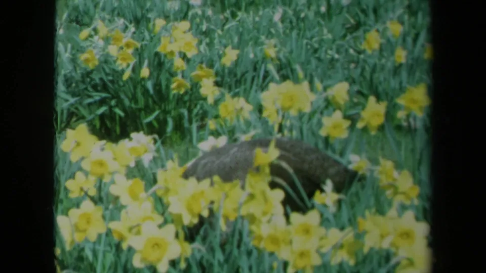 Wide garden view on 8mm film, showing yellow daffodils and a partially obscured dark cat in the grass.