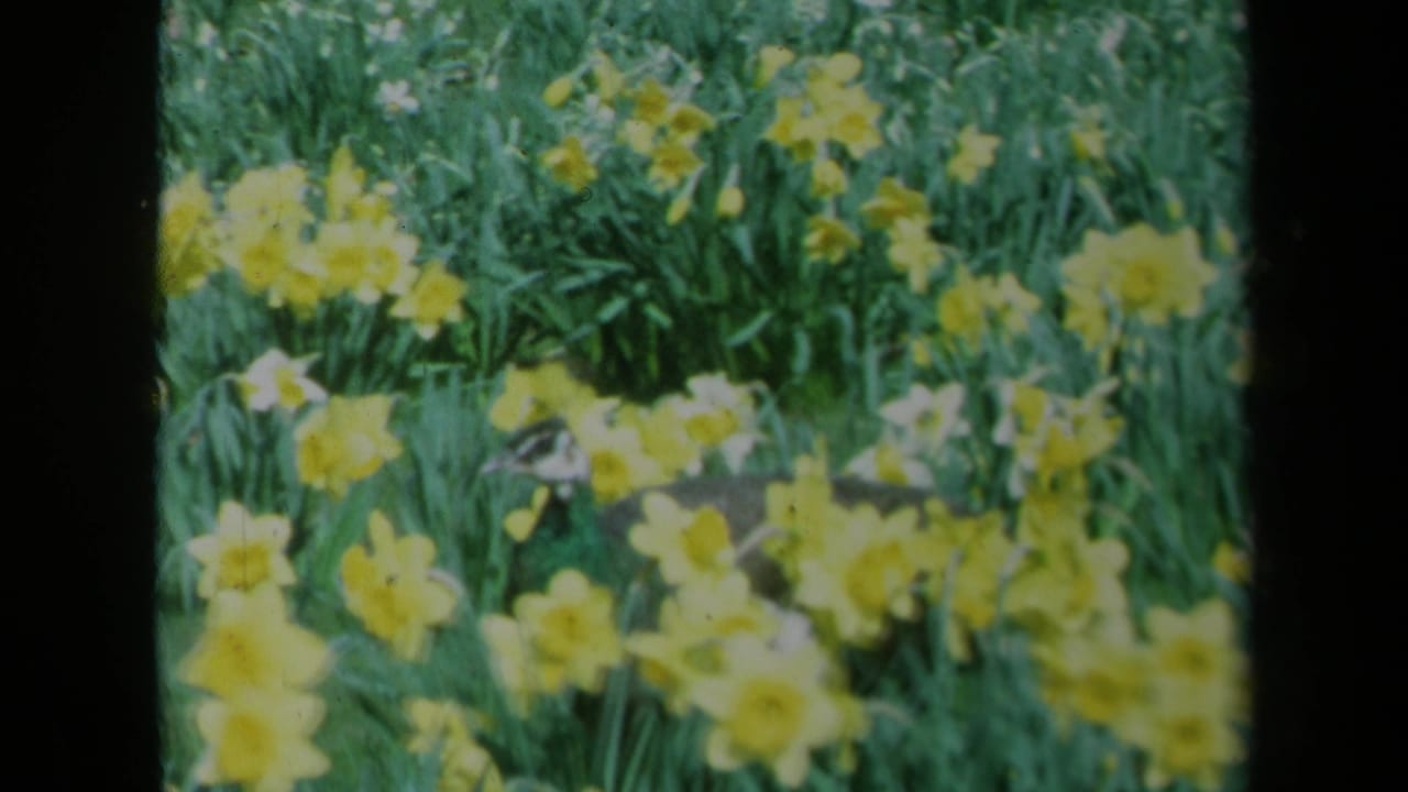 1969 California 8mm frame showing yellow daffodils and dense greenery with a peacock partly hidden among the blooms.