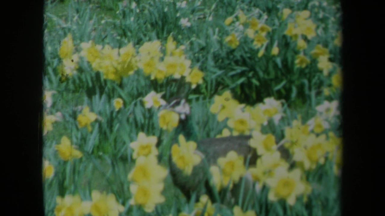 A peacock moves behind yellow daffodils in a green flower bed.