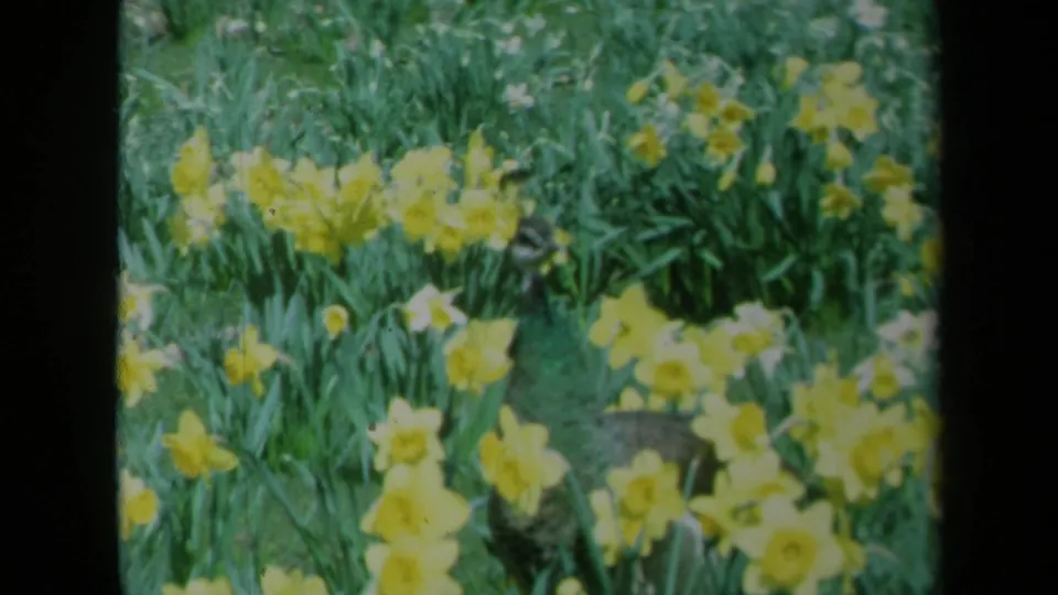 1969 California 8mm frame showing a peacock low in the flower bed among yellow daffodils and grass.