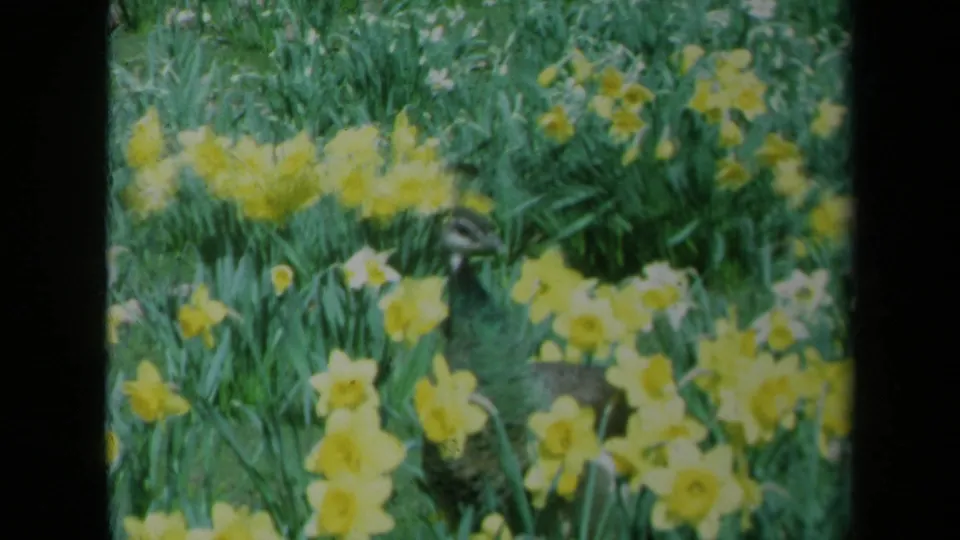 1969 California 8mm frame showing the peacock more clearly among yellow daffodils and dense green foliage.