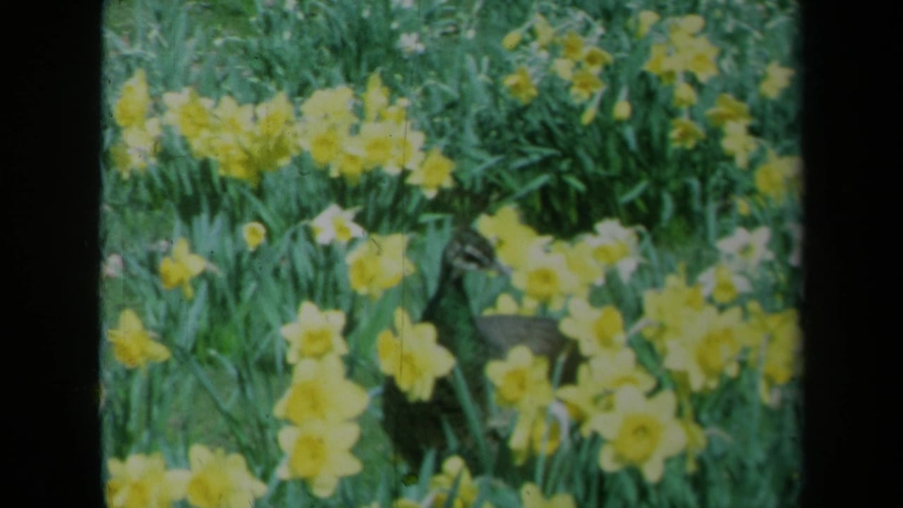 1969 California 8mm frame showing a peacock moving through yellow daffodils in a green garden setting.