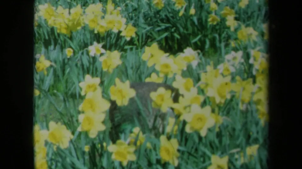 A 1969 California home-movie frame shows the peacock mostly hidden in a dense patch of daffodils and green leaves.